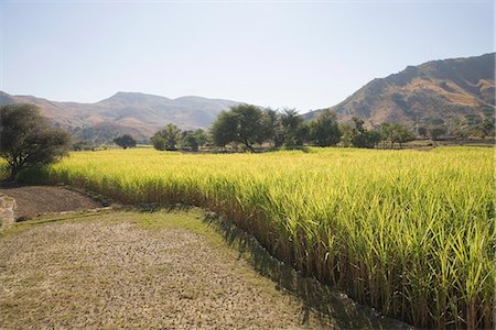 scenic india - Rice crop in a field, Kumbhalgarh, Kelwada Tehsil, Rajsamand District, Rajasthan, India Stock Photo - Premium Royalty-Free, Code: 630-03479089