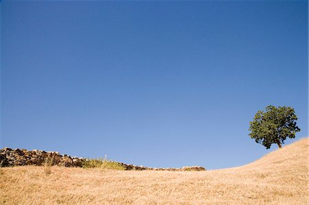 rajasthan natural scenery - Tree on a hill, Kumbhalgarh, Kelwada Tehsil, Rajsamand District, Rajasthan, India Stock Photo - Premium Royalty-Free, Code: 630-03479094