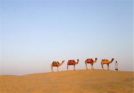 Four camels standing in a row with a man, Jaisalmer, Rajasthan, India Foto de stock - Sin royalties Premium, Código: 630-03479124