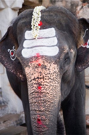 sagrado - Gros plan d'un éléphant décoré et peint Photographie de stock - Premium Libres de Droits, Code: 630-03479177