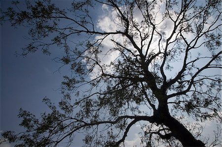 sunset india - Low angle view of a tree Stock Photo - Premium Royalty-Free, Code: 630-03479182