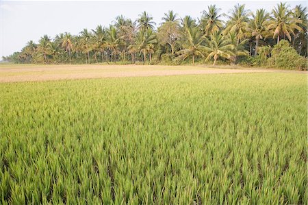 rural india - Rice paddy in a field, Shravanabelagola, Hassan District, Karnataka, India Stock Photo - Premium Royalty-Free, Code: 630-03479193