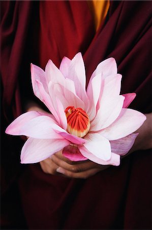 Close-up of a person's hand holding a lotus flower Stock Photo - Premium Royalty-Free, Code: 630-03479218