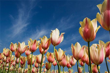 simsearch:630-03479342,k - Tulips in a field, Tulip Garden, Srinagar, Jammu and Kashmir, India Stock Photo - Premium Royalty-Free, Code: 630-03479344