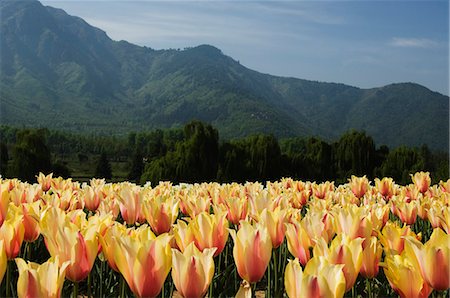 Tulips in a field with a mountain range in the background, Tulip Garden, Srinagar, Jammu and Kashmir, India Stock Photo - Premium Royalty-Free, Code: 630-03479342