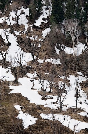 derretimiento - High angle view of bare trees on a landscape, Sonamarg, Jammu and Kashmir, India Foto de stock - Sin royalties Premium, Código: 630-03479350