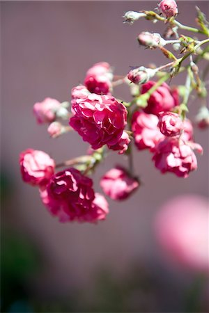 rosal - Roses Foto de stock - Sin royalties Premium, Código: 632-05400885