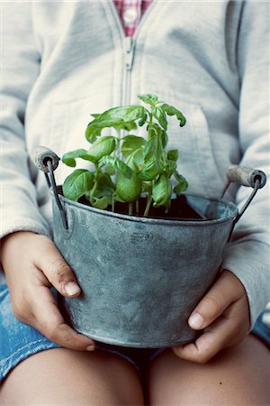 potted plant - Child holding pot of basil plant, mid section Stock Photo - Premium Royalty-Free, Code: 632-05401115