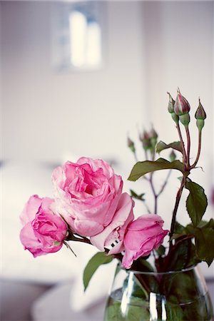 rosal - Pink roses in vase Foto de stock - Sin royalties Premium, Código: 632-05401157