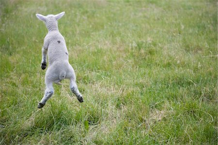 Lamb jumping, rear view Foto de stock - Sin royalties Premium, Código: 632-05401265