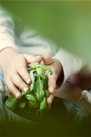 Child touching basil plant, cropped Stock Photo - Premium Royalty-Free, Code: 632-05401271