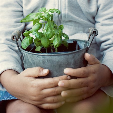 Child holding basil plant, mid section Foto de stock - Sin royalties Premium, Código: 632-05401299