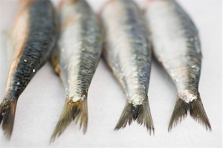 sardina - Fresh raw sardines Foto de stock - Sin royalties Premium, Código: 632-05604226