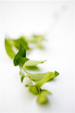 Fresh curry leaves Foto de stock - Sin royalties Premium, Código: 632-05604434