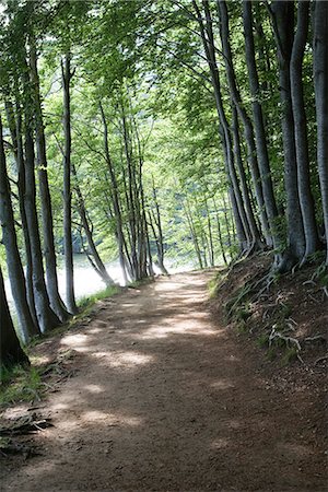 forest path panorama - Path through forest Stock Photo - Premium Royalty-Free, Code: 632-05604465
