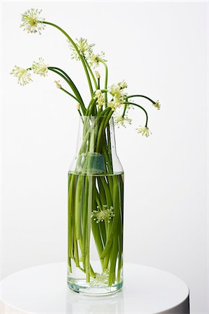 flowers isolated white background - Garlic flowers, used as cooking ingredient Foto de stock - Sin royalties Premium, Código: 632-05603839