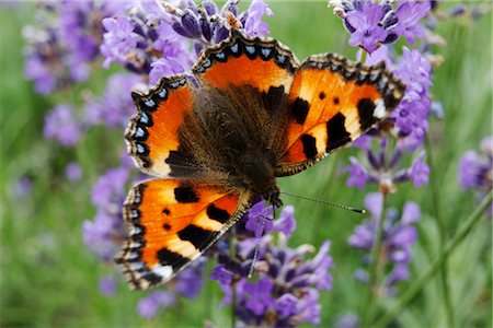 Small Tortoiseshell butterfly (Aglais urticae) on lavender Stock Photo - Premium Royalty-Free, Code: 632-05759529