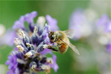 Bee gathering pollen on lavender Foto de stock - Sin royalties Premium, Código: 632-05759600