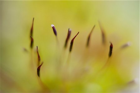 Haircap moss (Polytrichum) spores Foto de stock - Sin royalties Premium, Código: 632-05759647