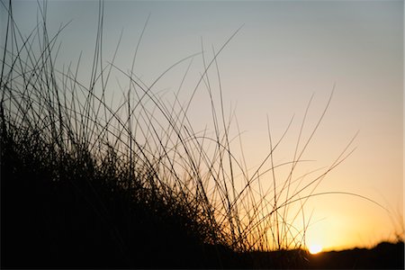 Sun setting behind tall grass Stock Photo - Premium Royalty-Free, Code: 632-05759695