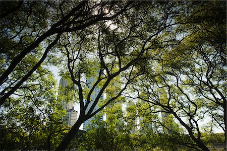 Trees in nature preserve, Buenos Aires, Argentina Foto de stock - Royalty Free Premium, Número: 632-05759710