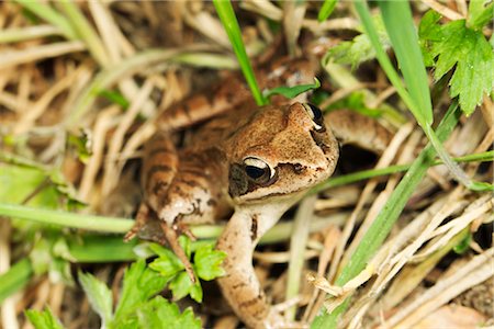 frogs - Common frog (Rana temporaria) Stock Photo - Premium Royalty-Free, Code: 632-05759765