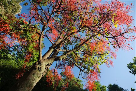 Arbre de flamme Illawara (Brachychiton acerifolius) Photographie de stock - Premium Libres de Droits, Code: 632-05759922
