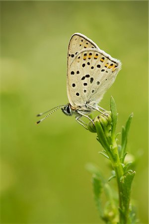 entomología - Brown Argus butterfly (Aricia agestis) Foto de stock - Sin royalties Premium, Código: 632-05759938