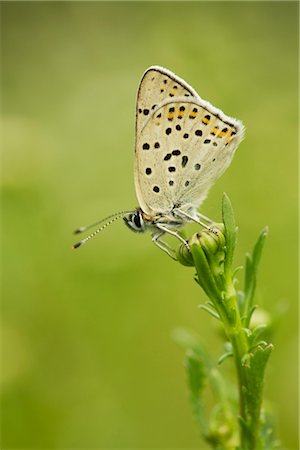 Brown Argus Schmetterling (Aricia Agestis) Stockbilder - Premium RF Lizenzfrei, Bildnummer: 632-05759938