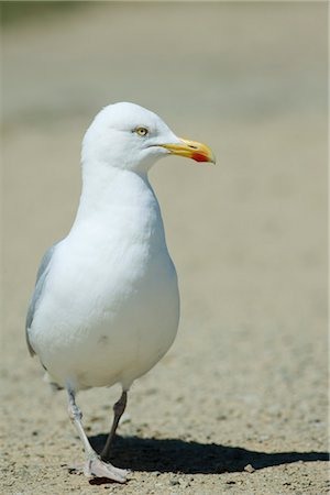 Seagull Stock Photo - Premium Royalty-Free, Code: 632-05759994