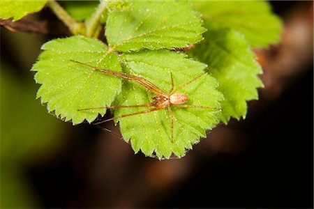 simsearch:633-06406466,k - Brown spider on plant Foto de stock - Sin royalties Premium, Código: 632-05759993