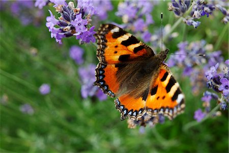 simsearch:633-02417606,k - Small Tortoiseshell butterfly (Aglais urticae) on lavender Foto de stock - Sin royalties Premium, Código: 632-05760022