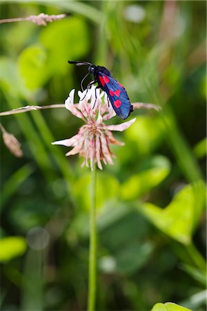 simsearch:633-02417606,k - Six-spot Burnet moth (Zygaena filipendulae) on clover flower Foto de stock - Sin royalties Premium, Código: 632-05760061