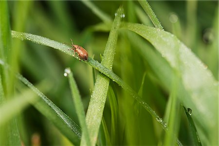 Weevil on dew-covered grass Stock Photo - Premium Royalty-Free, Code: 632-05760071