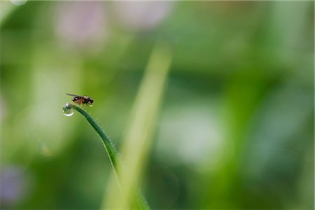 extreme close up bugs - Fly drinking from dew drop on blade of grass Stock Photo - Premium Royalty-Free, Code: 632-05760103