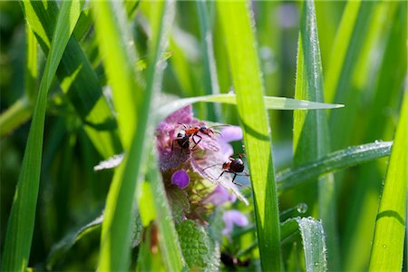entomological - Ants crawling on grass Stock Photo - Premium Royalty-Free, Code: 632-05760213