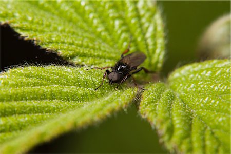 St. Mark's fly (Bibio marci) resting on plant Foto de stock - Sin royalties Premium, Código: 632-05760249