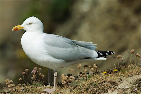 Seagull Stock Photo - Premium Royalty-Free, Code: 632-05760270