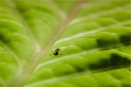 Kleine Spinne am Blatt, Nahaufnahme Stockbilder - Premium RF Lizenzfrei, Bildnummer: 632-05760288