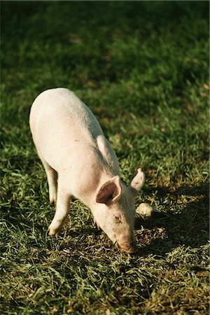 Farm pig Foto de stock - Sin royalties Premium, Código: 632-05760282