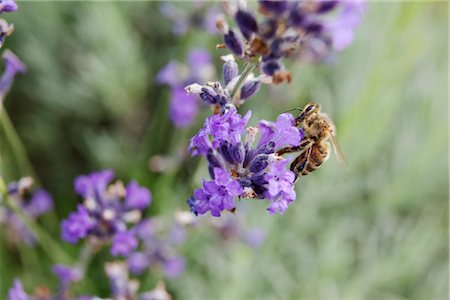 entomología - Bee gathering pollen on lavender Foto de stock - Sin royalties Premium, Código: 632-05760408