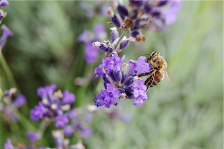 pollination - Bee gathering pollen on lavender Foto de stock - Sin royalties Premium, Código: 632-05760408