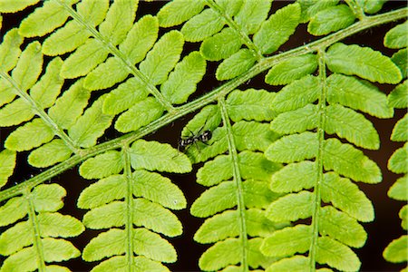 simsearch:633-06406466,k - Ant crawling on fern frond Foto de stock - Sin royalties Premium, Código: 632-05760464