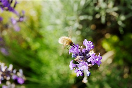 entomología - Bee fly on lavender Foto de stock - Sin royalties Premium, Código: 632-05760487