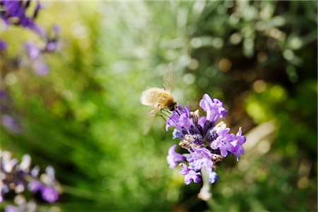 pollinisation - Bee fly on lavender Foto de stock - Sin royalties Premium, Código: 632-05760487