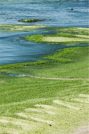 Toxic algae washed up on beach, Plage de Postolonnec, Crozon Peninsula, Finistère, Brittany, France Stock Photo - Premium Royalty-Free, Code: 632-05760623