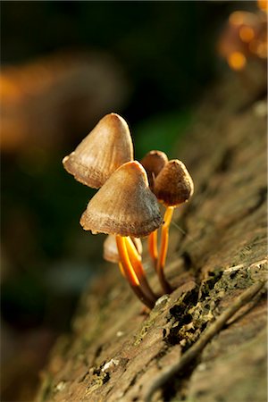 Mushrooms growing on tree trunk Foto de stock - Sin royalties Premium, Código: 632-05760662