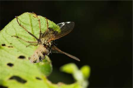 fliege (insekt) - Schwebfliegen (Diptera, Syriphidae) von parasitären Pilz getötet Stockbilder - Premium RF Lizenzfrei, Bildnummer: 632-05760763