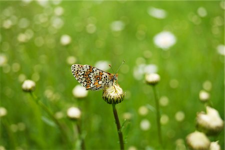 pollination - Spotted Fritillary butterfly (Melitaea didyma) Foto de stock - Sin royalties Premium, Código: 632-05760788