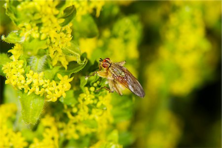 polinización - Yellow dung fly (Scathophaga stercoraria) Foto de stock - Sin royalties Premium, Código: 632-05760789